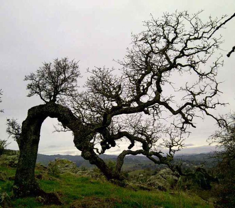 bent oak tree.jpg